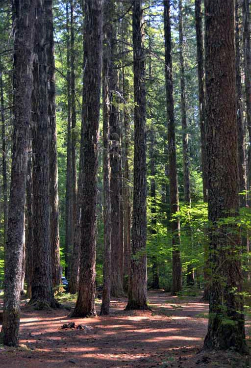 pine forest